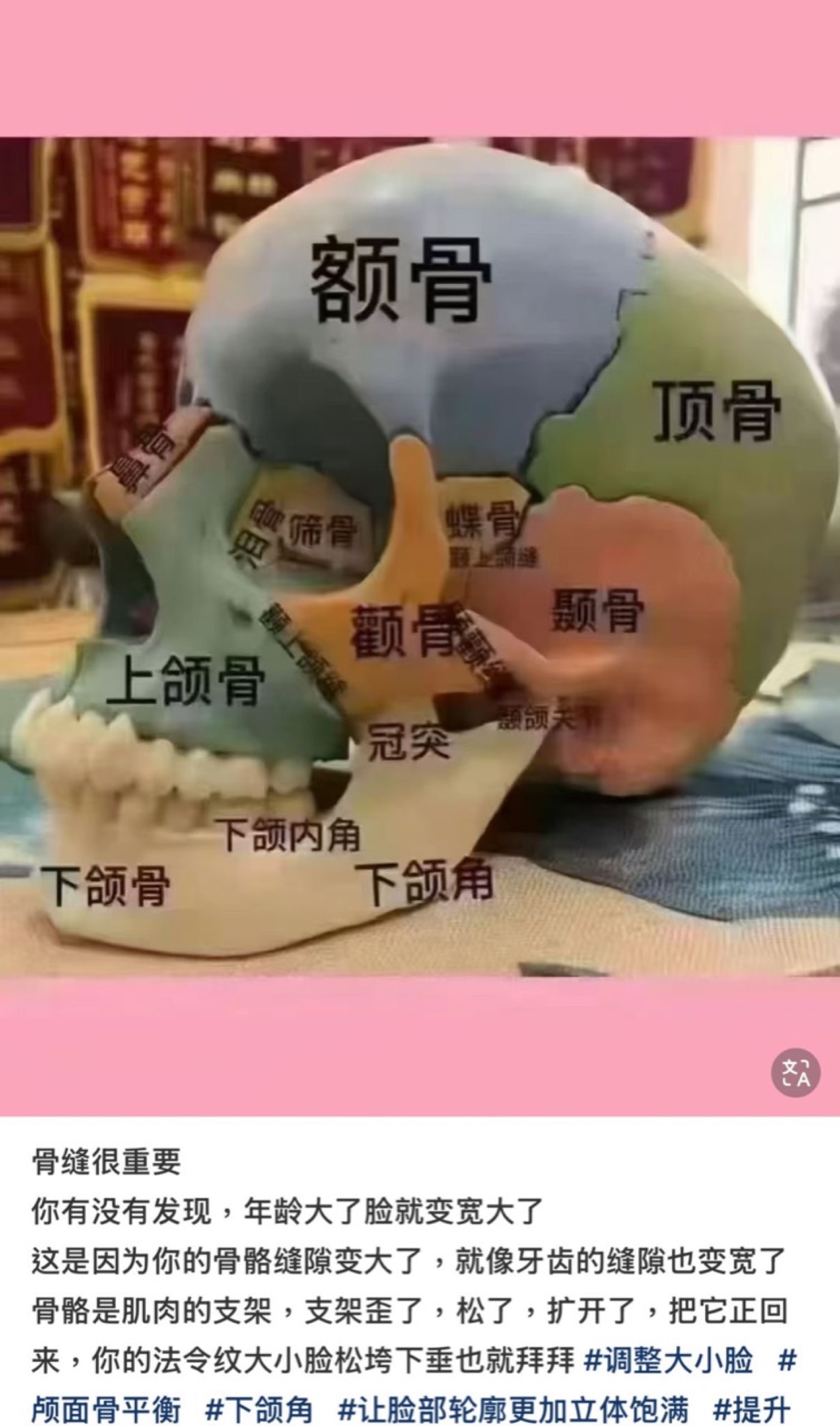 臉部骨相與筋膜說明圖